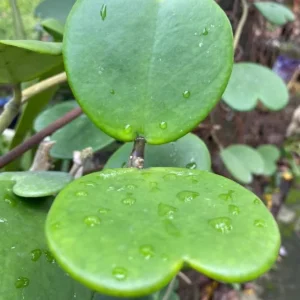 Hoya Kerrii Heart Live Plant - Sweetheart Hoya, Waxflower Vine Tropical, 2 inch Pot - Image 3