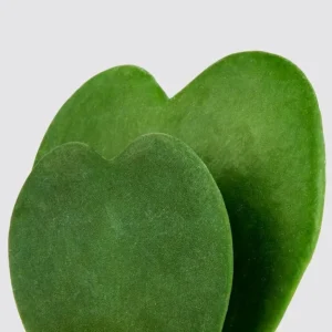 Hoya Kerrii Heart Live Plant - Sweetheart Hoya, Waxflower Vine Tropical, 2 inch Pot - Image 4