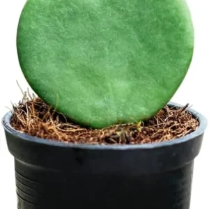 Hoya Kerrii Heart Live Plant - Sweetheart Hoya, Waxflower Vine Tropical, 2 inch Pot - Image 5