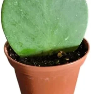 Hoya Kerrii Heart Live Plant - Sweetheart Hoya, Waxflower Vine Tropical, 2 inch Pot - Image 6
