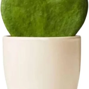 Hoya Kerrii Heart Live Plant - Sweetheart Hoya, Waxflower Vine Tropical, 2 inch Pot - Image 7