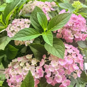 Hydrangea macrophylla 'Forever & Ever' Live Plant – Large Pot – Outdoor Shrub - Image 2