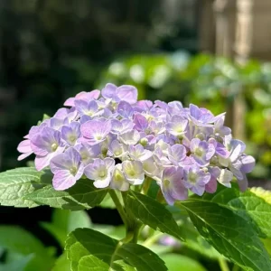 Hydrangea macrophylla 'Forever & Ever' Live Plant – Large Pot – Outdoor Shrub - Image 3