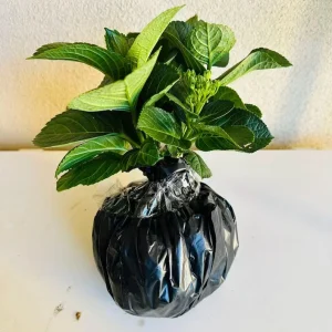 Hydrangea macrophylla 'Forever & Ever' Live Plant – Large Pot – Outdoor Shrub - Image 4