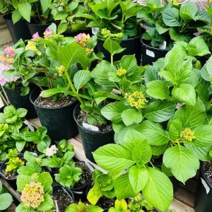 Hydrangea macrophylla 'Forever & Ever' Live Plant – Large Pot – Outdoor Shrub - Image 5