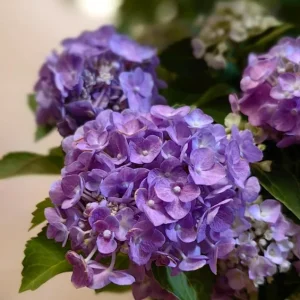 Hydrangea macrophylla 'Forever & Ever' Live Plant – Large Pot – Outdoor Shrub - Image 1