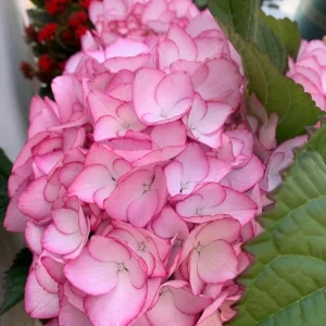 Hydrangea macrophylla 'Pink Beauty' Live Plant – Pink Mophead Hydrangea – Size Pot L – Outdoor Shrub - Image 2