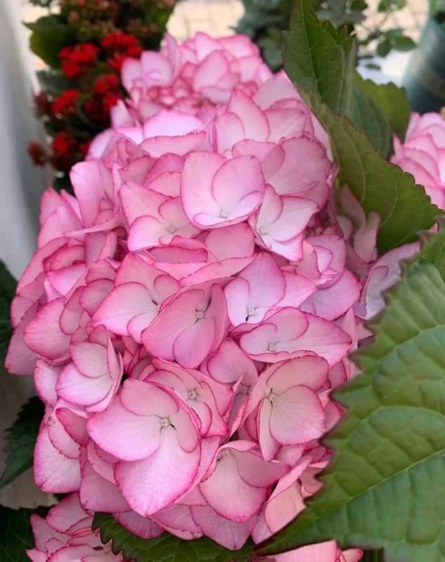 Hydrangea macrophylla 'Pink Beauty' Live Plant – Pink Mophead Hydrangea – Size Pot L – Outdoor Shrub - Image 2