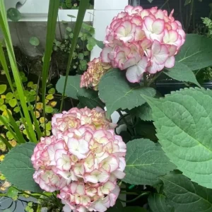 Hydrangea macrophylla 'Pink Beauty' Live Plant – Pink Mophead Hydrangea – Size Pot L – Outdoor Shrub - Image 6