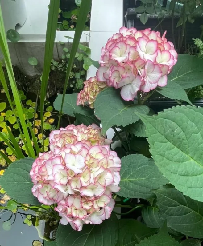 Hydrangea macrophylla 'Pink Beauty' Live Plant – Pink Mophead Hydrangea – Size Pot L – Outdoor Shrub - Image 6