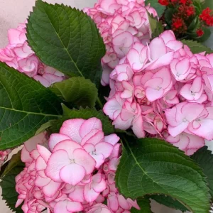 Hydrangea macrophylla 'Pink Beauty' Live Plant – Pink Mophead Hydrangea – Size Pot L – Outdoor Shrub - Image 1