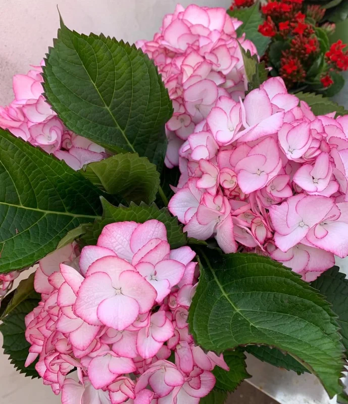 Hydrangea macrophylla 'Pink Beauty' Live Plant – Pink Mophead Hydrangea – Size Pot L – Outdoor Shrub - Image 1