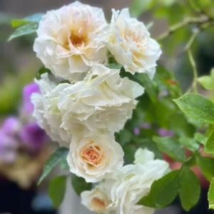 Ice Cream Rose Live Plant – 1 Gallon – Fragrant Shrub Rose - Image 2