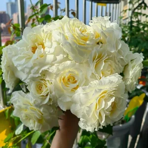 Ice Cream Rose Live Plant – 1 Gallon – Fragrant Shrub Rose - Image 3