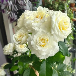 Ice Cream Rose Live Plant – 1 Gallon – Fragrant Shrub Rose - Image 4