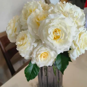 Ice Cream Rose Live Plant – 1 Gallon – Fragrant Shrub Rose - Image 5
