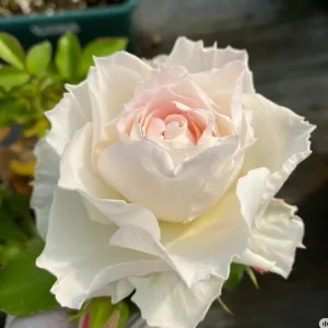 Ice Cream Rose Live Plant – 1 Gallon – Fragrant Shrub Rose - Image 1