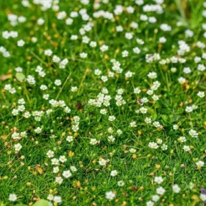 Irish Moss Live Plant - Sagina Subulata Groundcover in 4 Inch Pot - USDA Zones 3-8 - Image 4