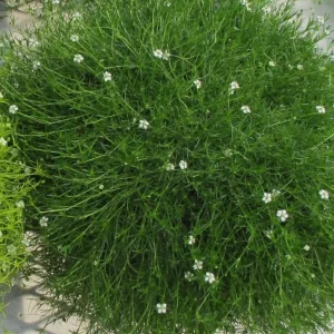 Irish Moss Live Plant - Sagina Subulata Groundcover in 4 Inch Pot - USDA Zones 3-8 - Image 6