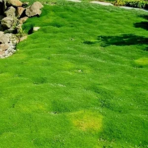 Irish Moss Live Plant - Sagina Subulata Groundcover in 4 Inch Pot - USDA Zones 3-8 - Image 7