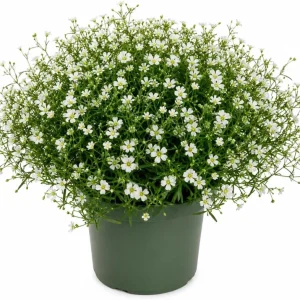 Irish Moss Live Plant - Sagina Subulata Groundcover in 4 Inch Pot - USDA Zones 3-8 - Image 1