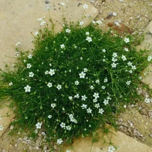 Irish Moss Plant Live Groundcover (Sagina subulata) - 4-inch Pot, USDA Zones 3-8 - Image 2