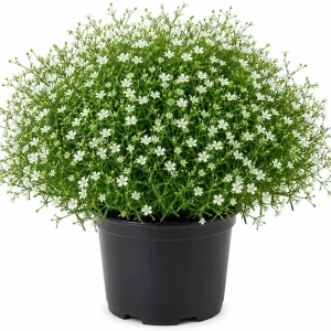 Irish Moss Plant Live Groundcover (Sagina subulata) - 4-inch Pot, USDA Zones 3-8 - Image 1