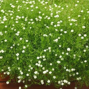 Irish Moss Plant Live Groundcover (Sagina subulata) - 4-inch Pot, USDA Zones 3-8 - Image 3