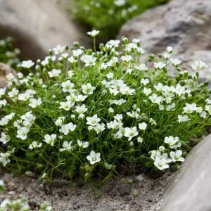 Irish Moss Plant Live Groundcover (Sagina subulata) - 4-inch Pot, USDA Zones 3-8 - Image 4