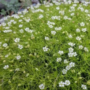 Irish Moss Plant Live Groundcover (Sagina subulata) - 4-inch Pot, USDA Zones 3-8 - Image 5