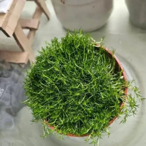 Irish Moss Plant Live Groundcover (Sagina subulata) - 4-inch Pot, USDA Zones 3-8 - Image 6