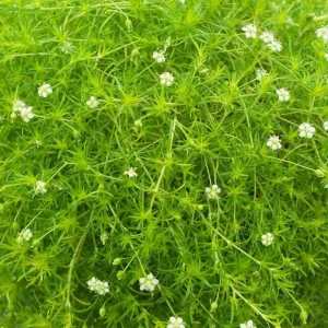 Irish Moss Plant Live Groundcover (Sagina subulata) - 4-inch Pot, USDA Zones 3-8 - Image 7