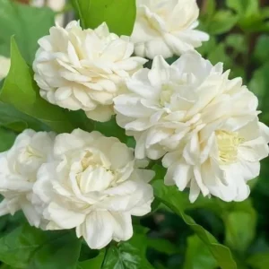 Jasmine Grand Duke Starr Live Plant – 2 Small Plants, 2-5 Inches Tall, Fragrant Blooms - Image 3