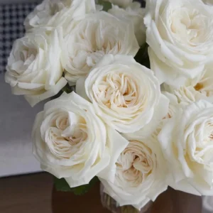 Jeanne Moreau White Rose Live Plant - Very Double, Fragrant, Repeat Blooming - Image 2