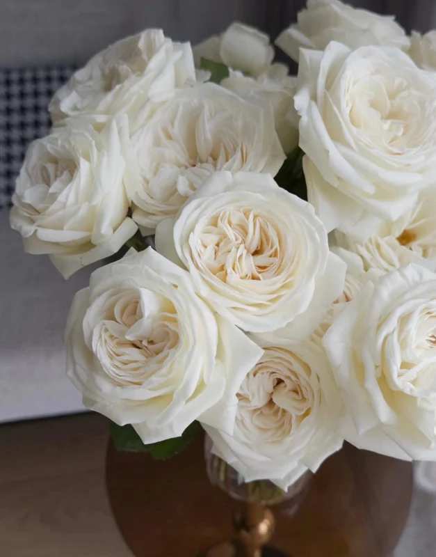 Jeanne Moreau White Rose Live Plant - Very Double, Fragrant, Repeat Blooming - Image 2
