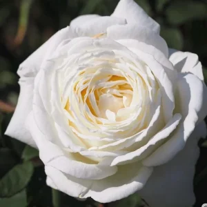 Jeanne Moreau White Rose Live Plant - Very Double, Fragrant, Repeat Blooming - Image 3