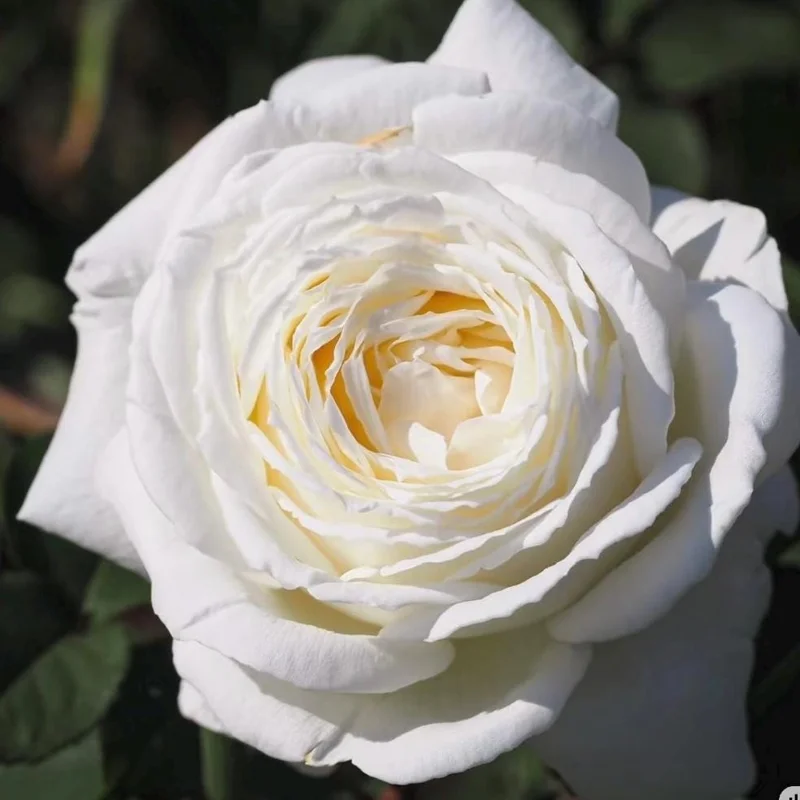 Jeanne Moreau White Rose Live Plant - Very Double, Fragrant, Repeat Blooming - Image 3