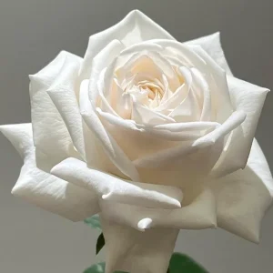 Jeanne Moreau White Rose Live Plant - Very Double, Fragrant, Repeat Blooming - Image 4
