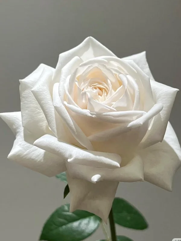 Jeanne Moreau White Rose Live Plant - Very Double, Fragrant, Repeat Blooming - Image 4