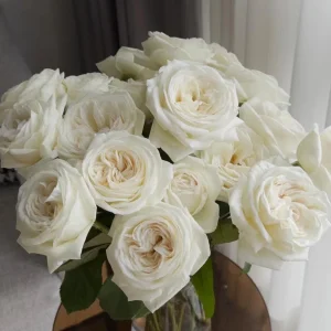 Jeanne Moreau White Rose Live Plant - Very Double, Fragrant, Repeat Blooming - Image 1