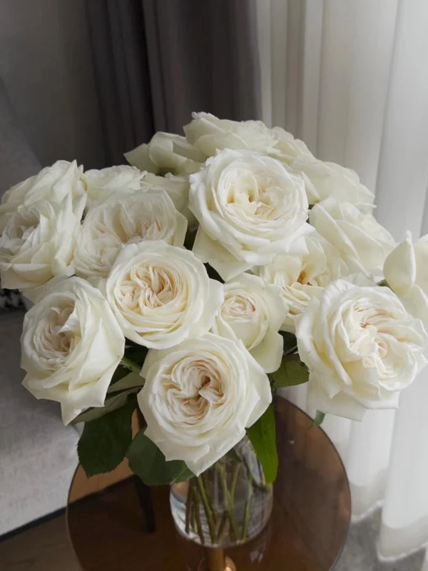 Jeanne Moreau White Rose Live Plant - Very Double, Fragrant, Repeat Blooming - Image 1