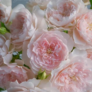 Jia Shu Rose Live Plant - Pink to White, 80-120 cm Height, Reblooming - Image 2