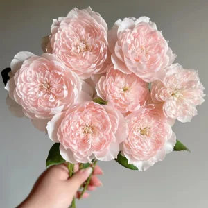 Jia Shu Rose Live Plant - Pink to White, 80-120 cm Height, Reblooming - Image 4