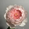 Jia Shu Rose Live Plant - Pink to White, 80-120 cm Height, Reblooming - Image 1