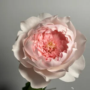 Jia Shu Rose Live Plant - Pink to White, 80-120 cm Height, Reblooming - Image 1