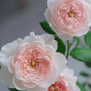 Jia Shu Rose Live Plant - Pink to White, 80-120 cm Height, Reblooming - Image 5