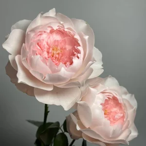 Jia Shu Rose Live Plant - Pink to White, 80-120 cm Height, Reblooming - Image 6