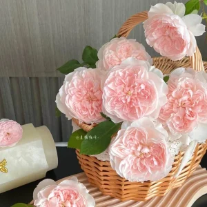 Jia Shu Rose Live Plant - Pink to White, 80-120 cm Height, Reblooming - Image 7