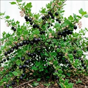 Jostaberry Live Plant - Thornless Gooseberry Currant Cross Bush, 6-12" Tall - Image 1