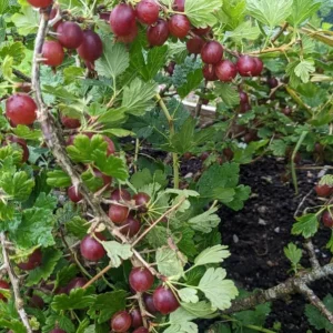 Jostaberry Live Plant - Thornless Gooseberry Currant Cross Bush, 6-12